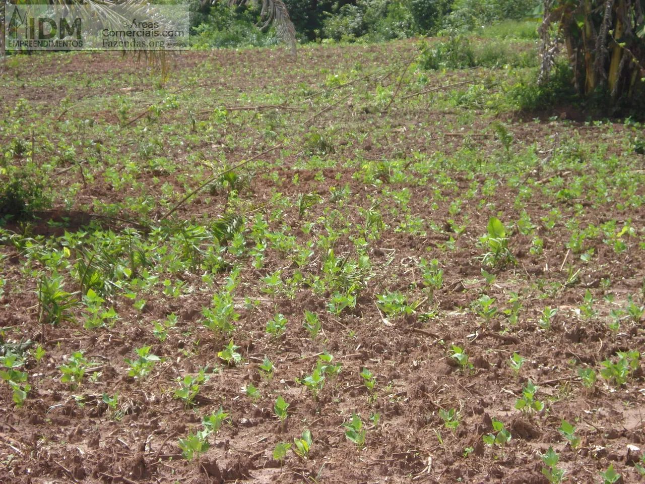 Fazenda agropecuária com 666 ha em Critalândia - TO - Foto 2