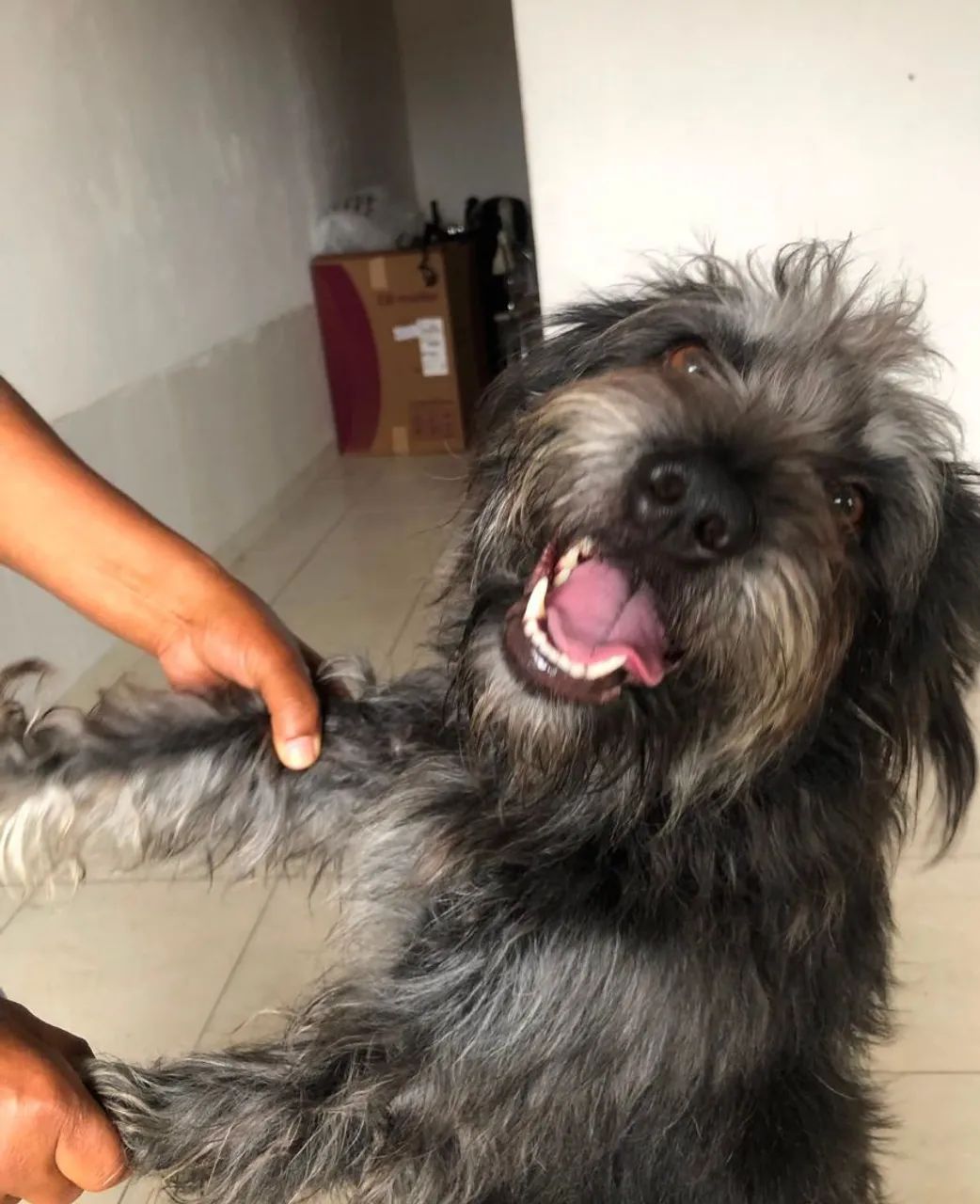 Doação de cachorros  - Foto 4