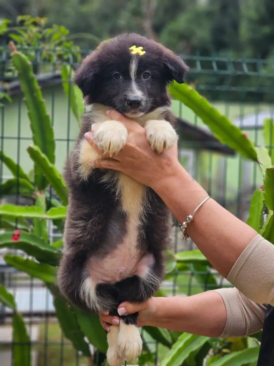 Border Collie 