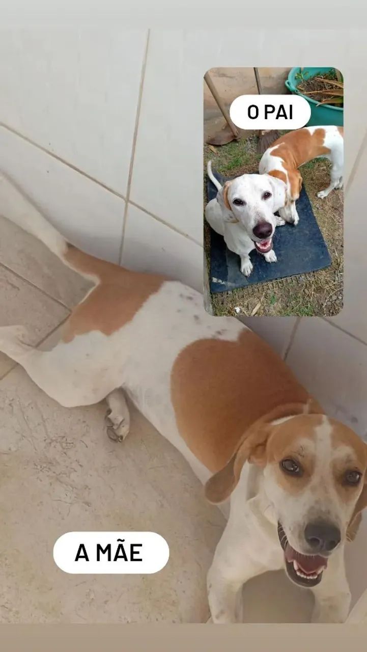 FILHOTES DE BEAGLE HARRIER À VENDA - Foto 5