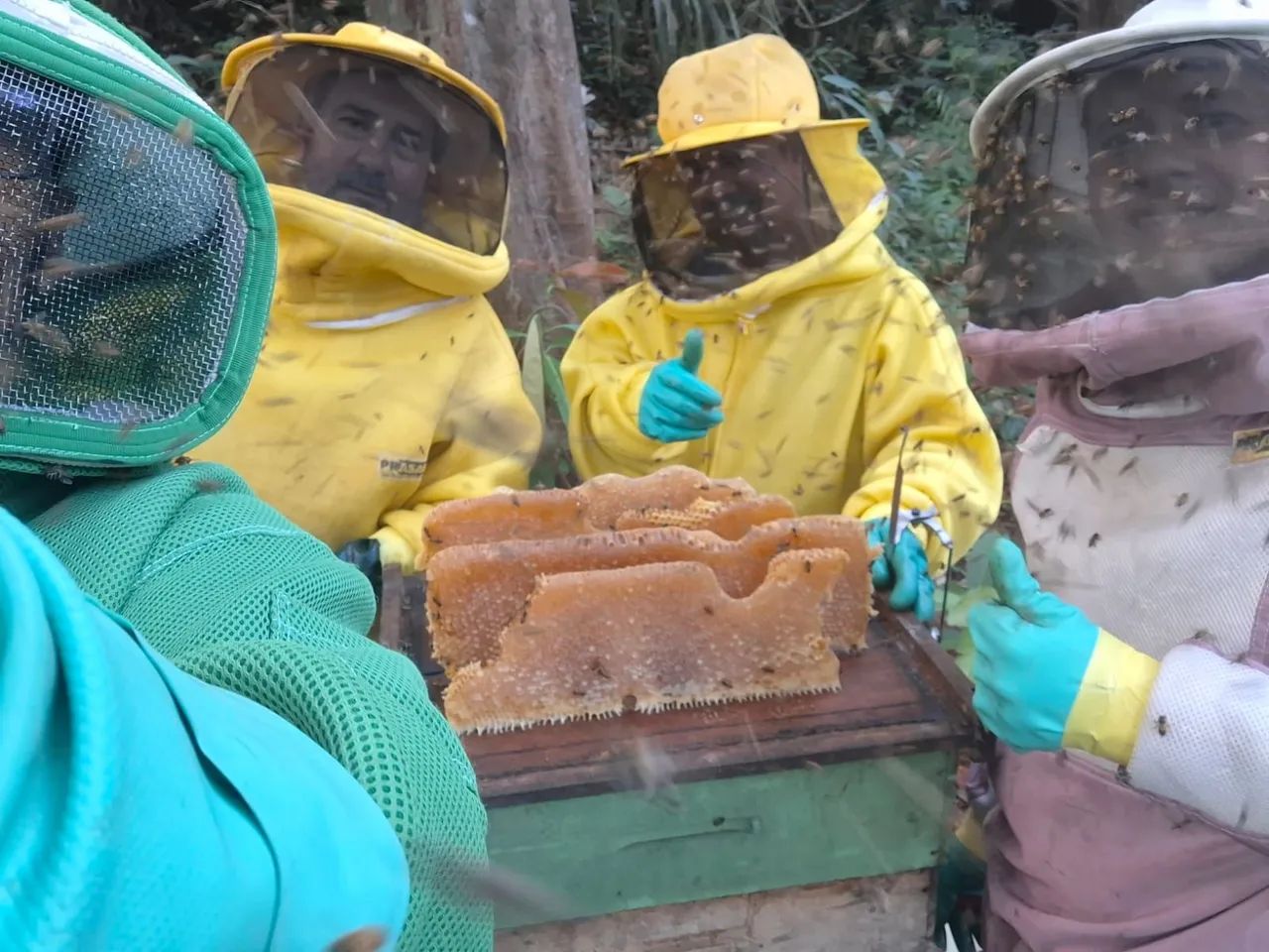 Mel Apiário próprio  - Foto 4