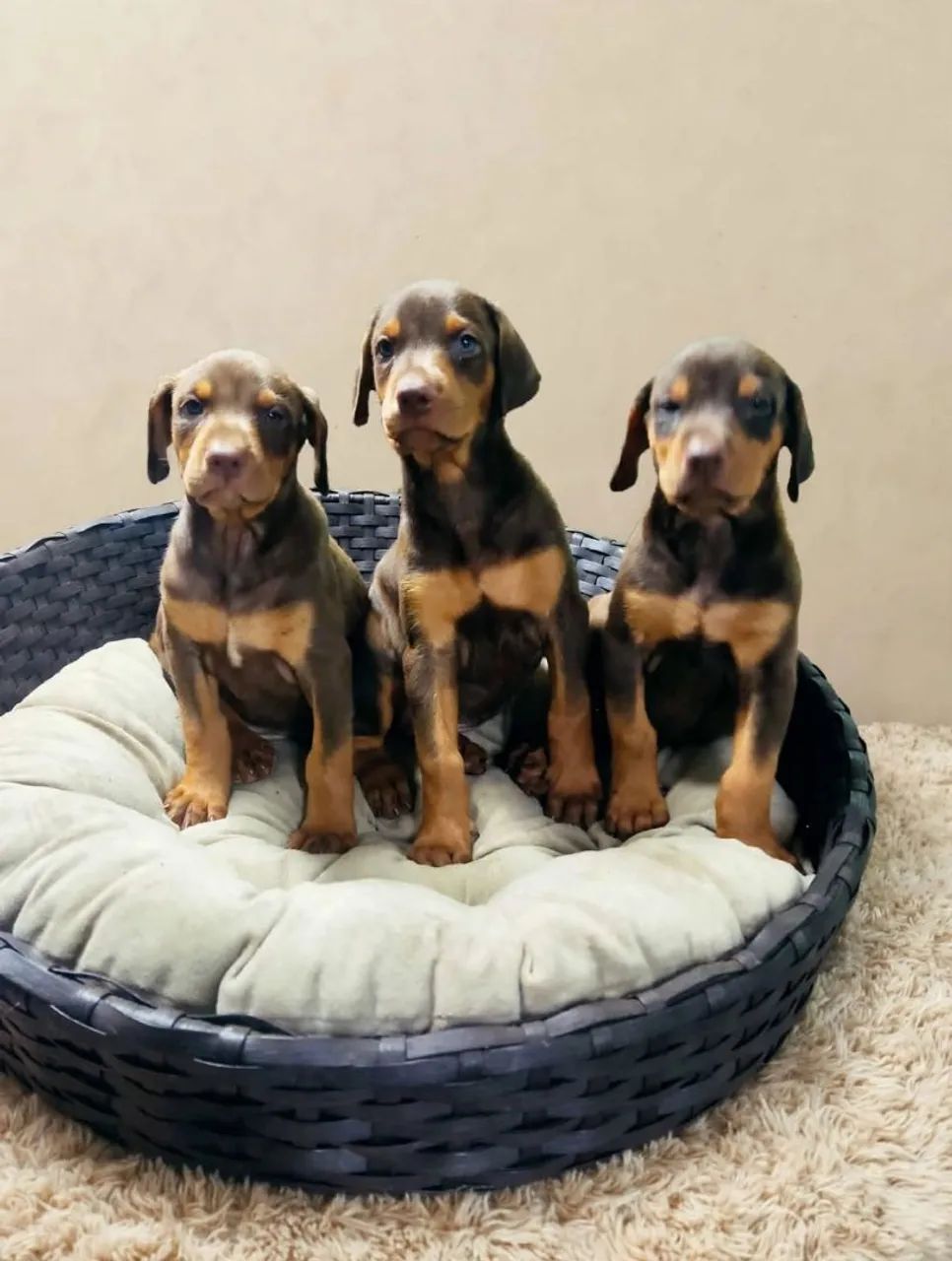 Doberman