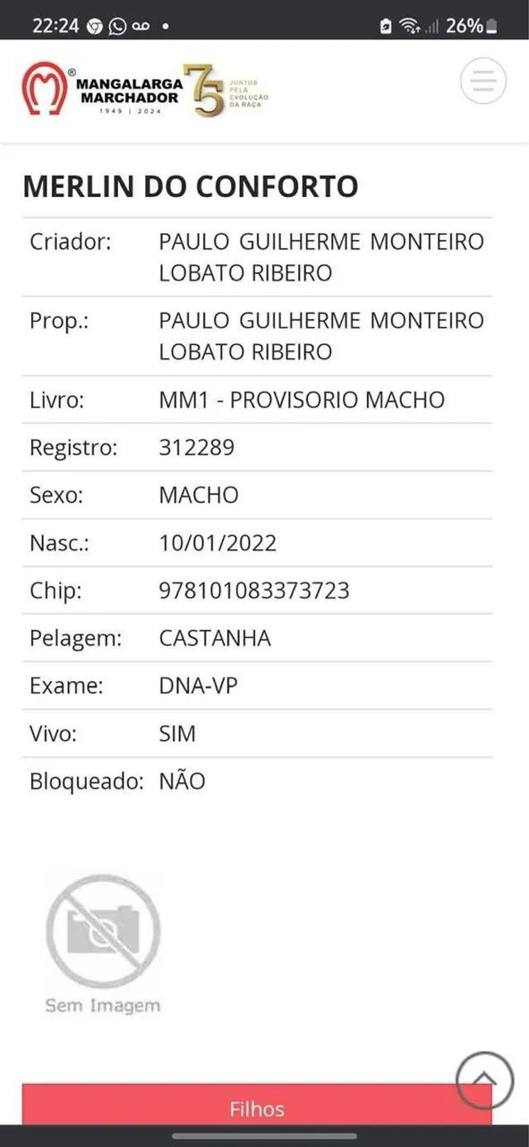 Cavalo  - Foto 5