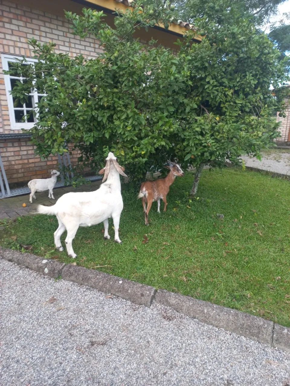 MINI CABRAS  - Foto 4