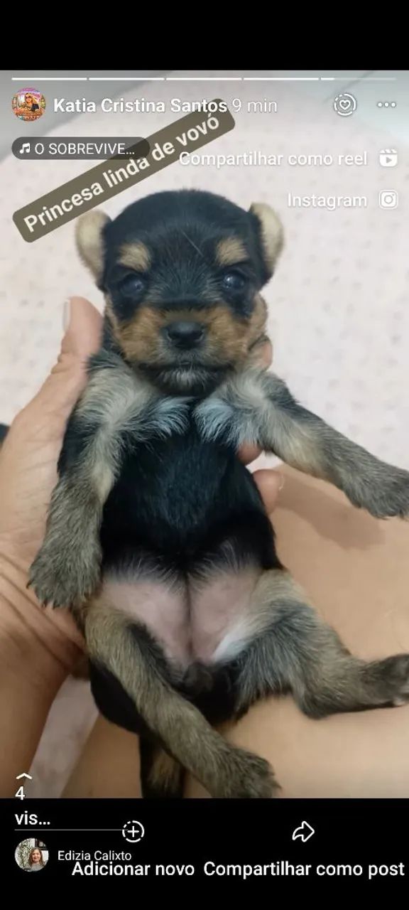 Yorkshire terrier - Foto 5