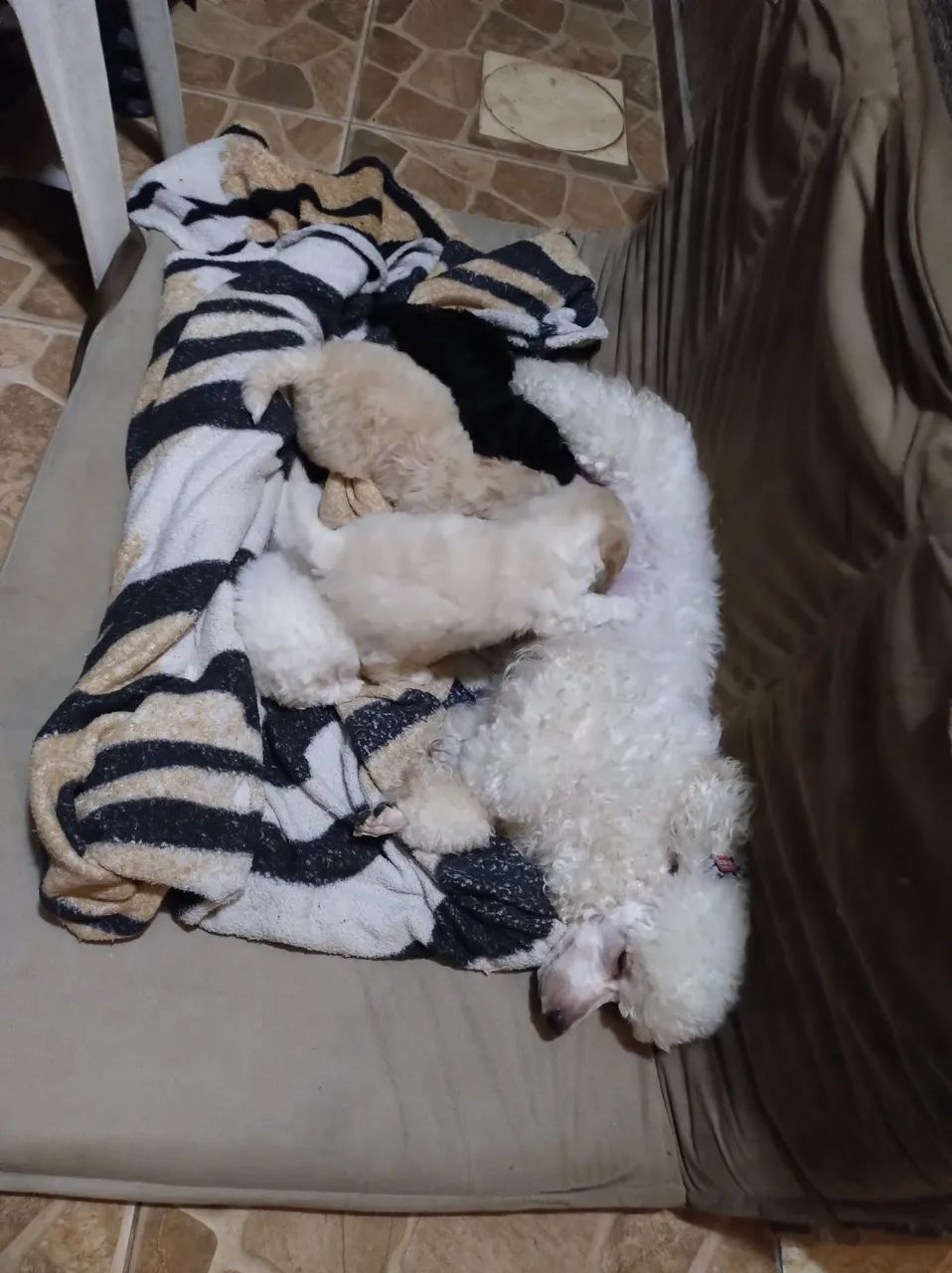 Poodle ?