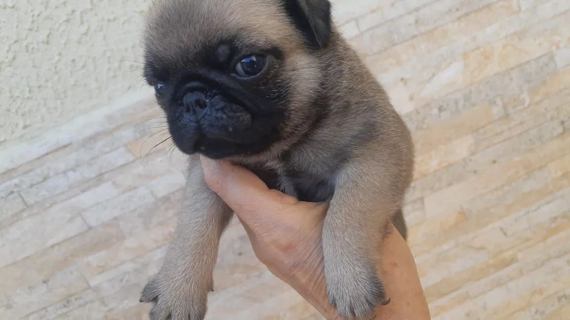 Pug - Foto 3