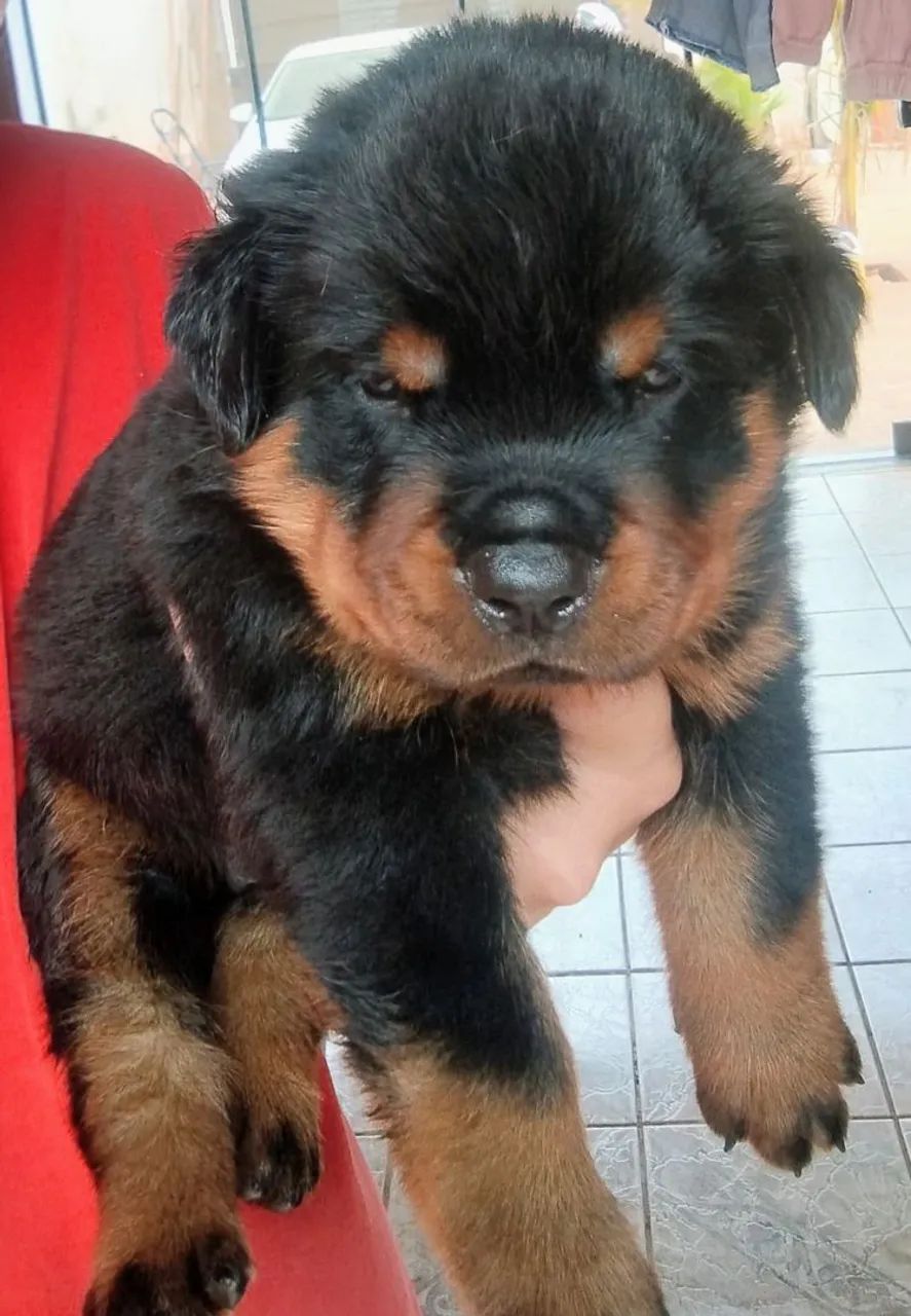   Rottweiler legítimo 