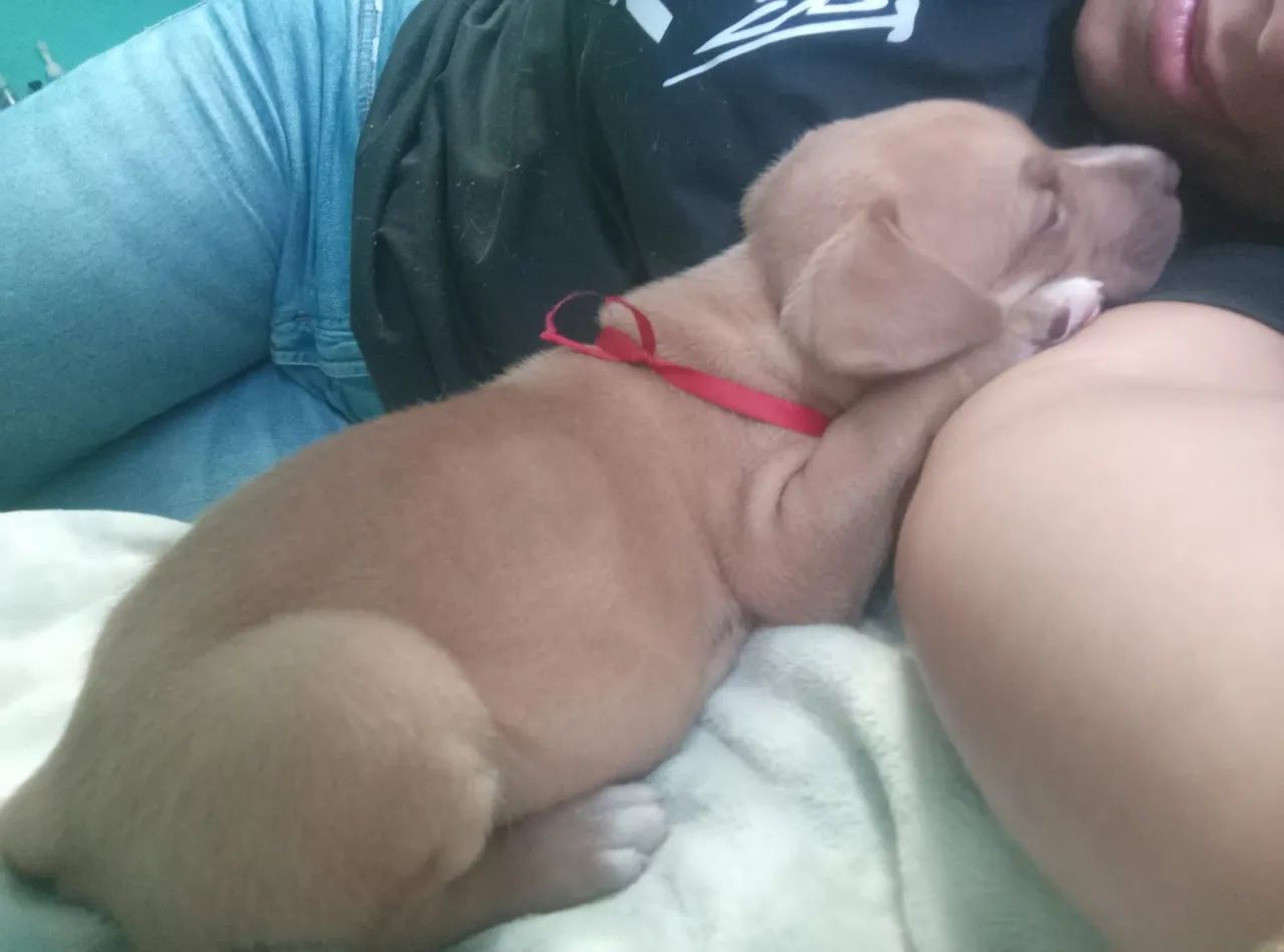 Filhote de Pit bull - Foto 2