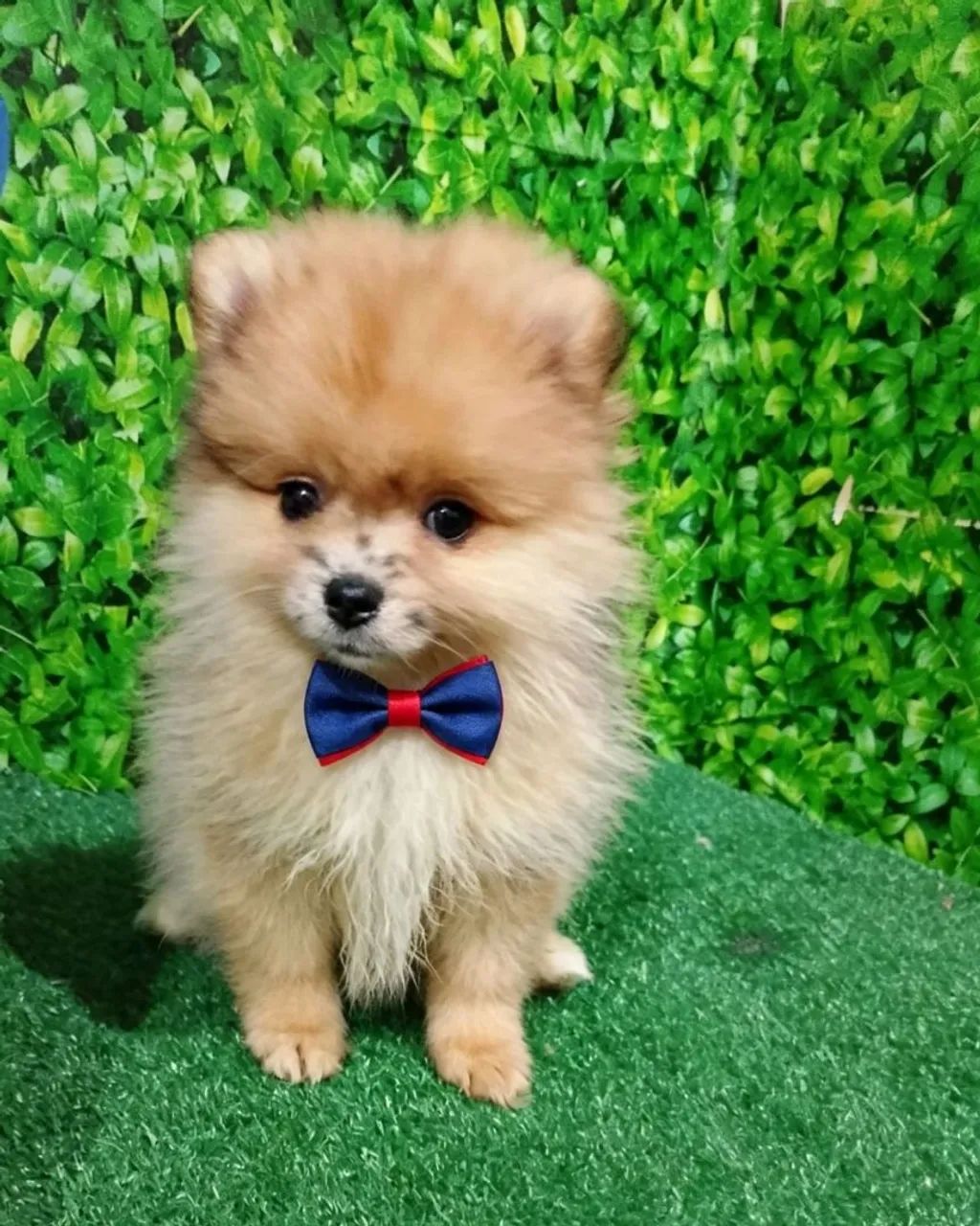 Lulu ,spitz alemão  - Foto 4