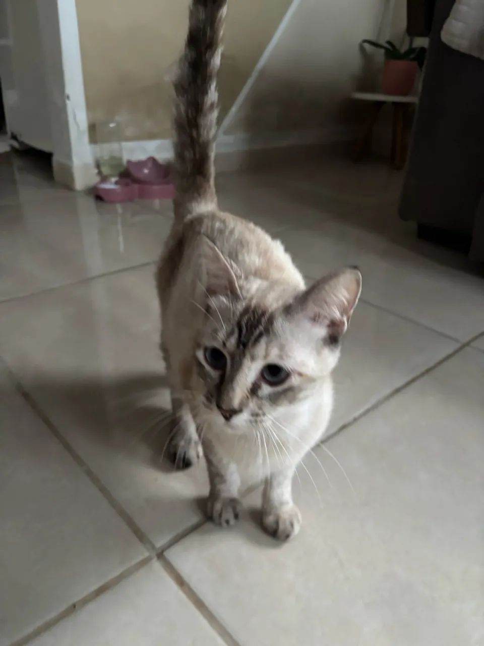 Gata doacao
