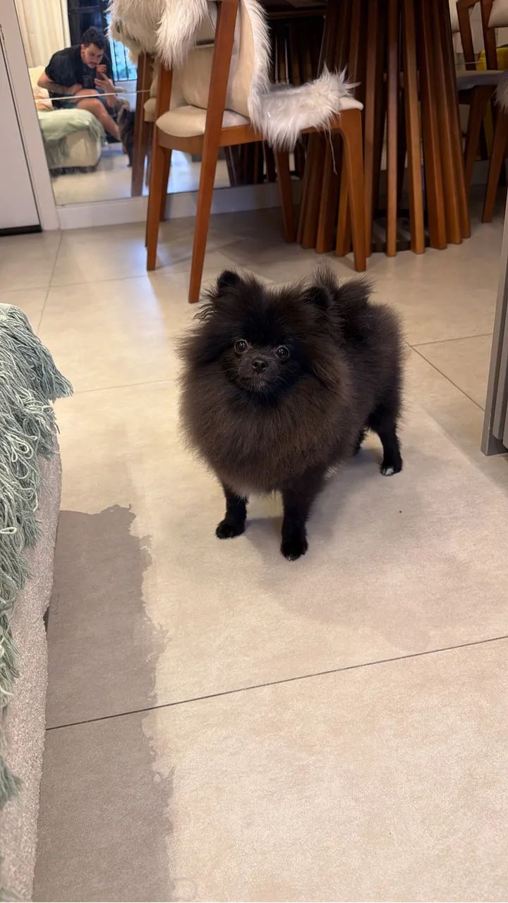 Spitz alemão 