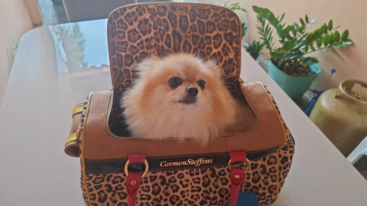 Bolsa para Transportar Per - Foto 2