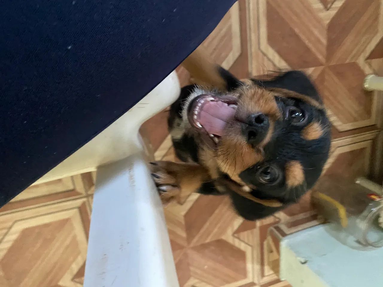 Cachorrinho para doação  - Foto 3