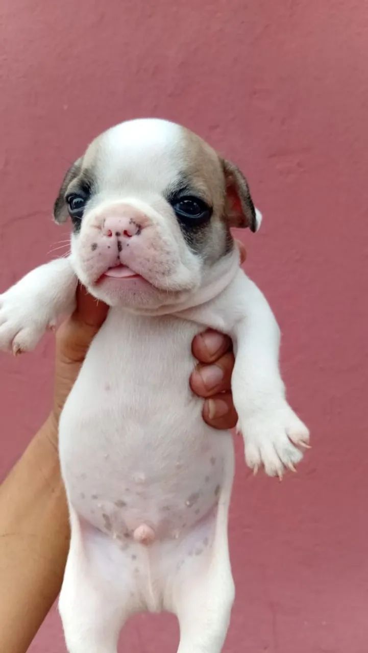 Tenho - Foto 3