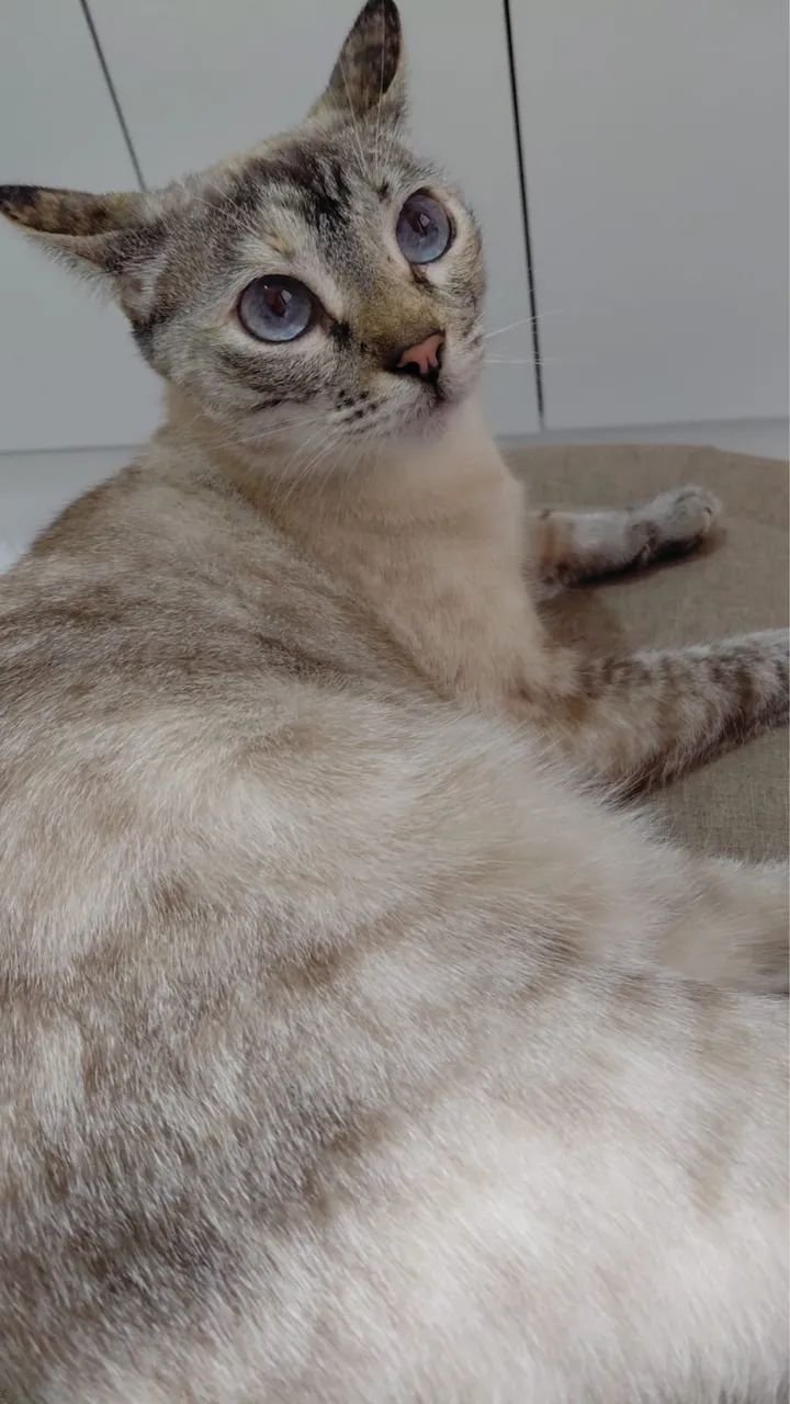 Gata Nala DESAPARECIDA - Foto 4