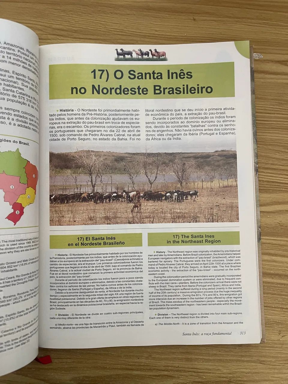 Santa Inês -  a raça fundamental - Foto 5