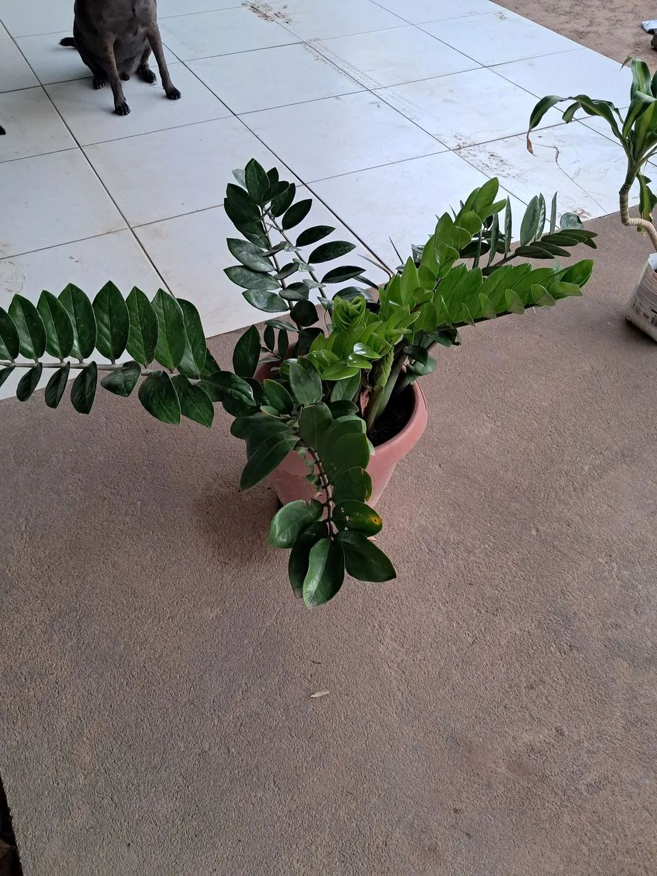 Planta  - Foto 2