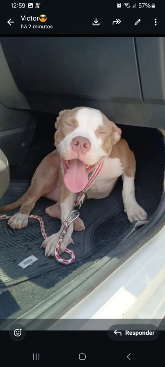 América bully  - Foto 2