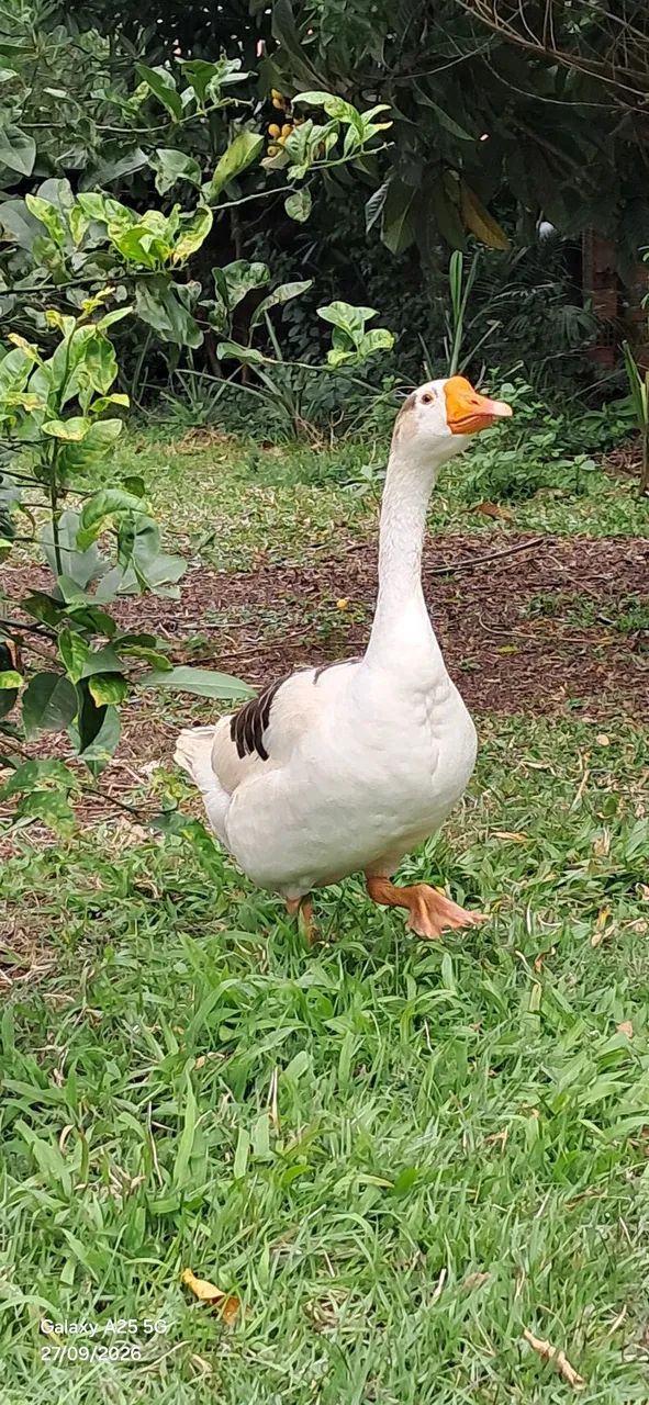 GANSO MACHO COM 1 ANO - Foto 4