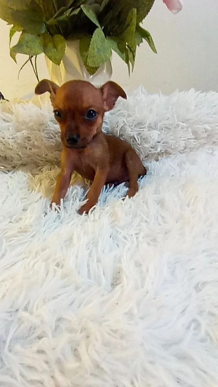 Pinscher zerinho macho( 2 meses) - Foto 5