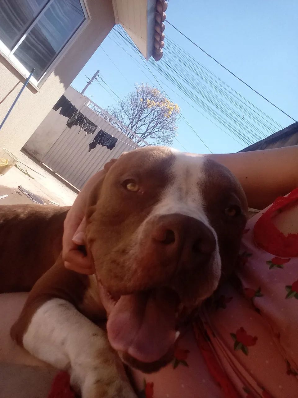 Vendo Pit Monster XL 