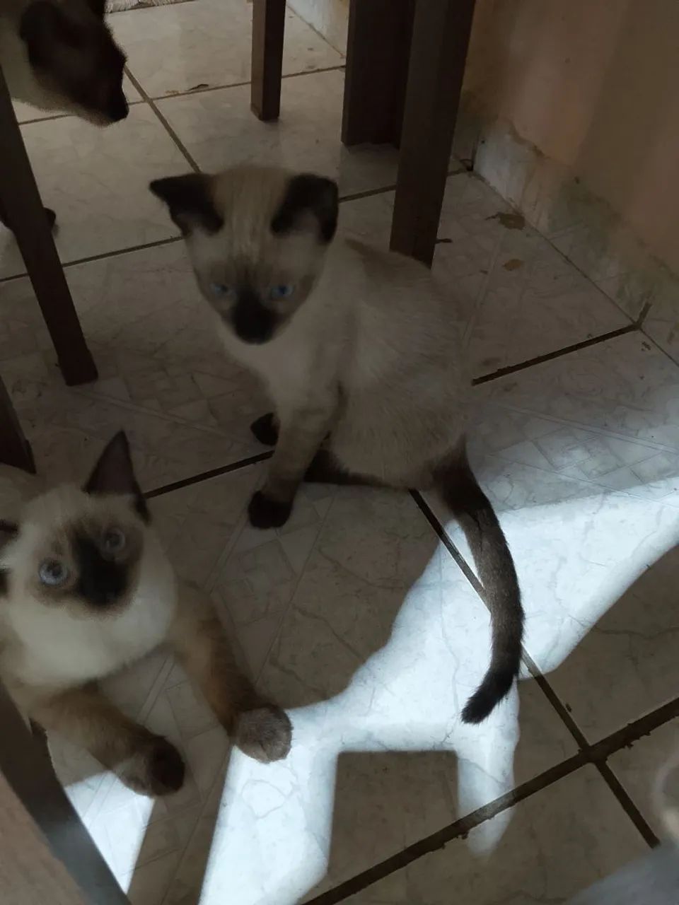DOAÇÃO DE DOIS GATINHOS MACHOS - Foto 2