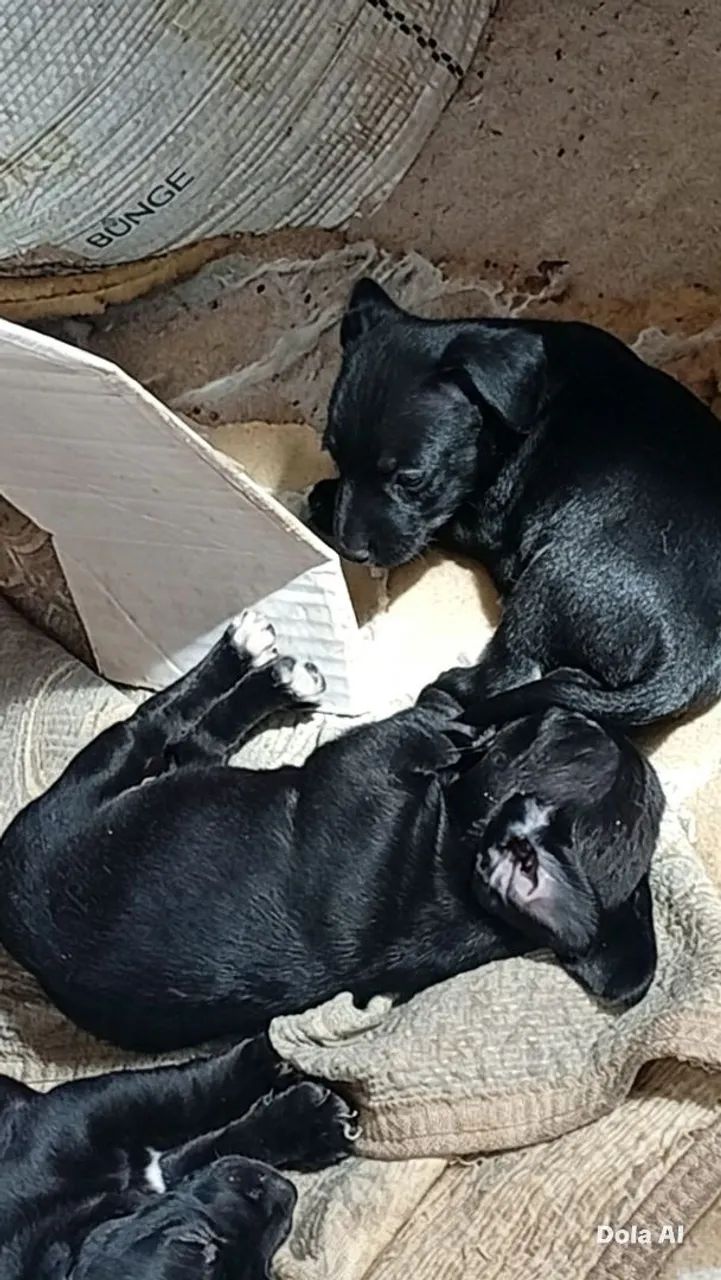 Pinscher - Foto 4
