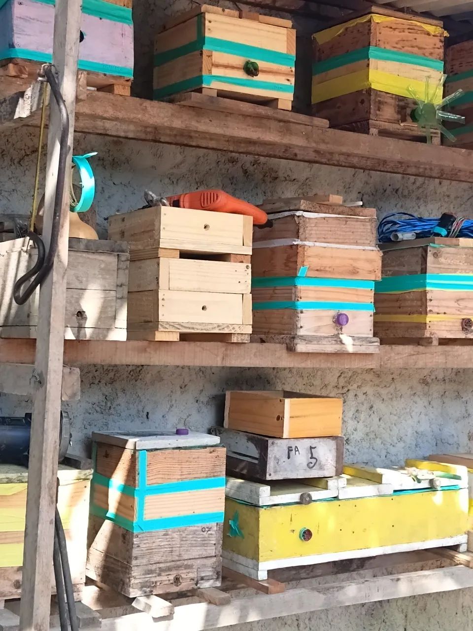 Enxames asf 