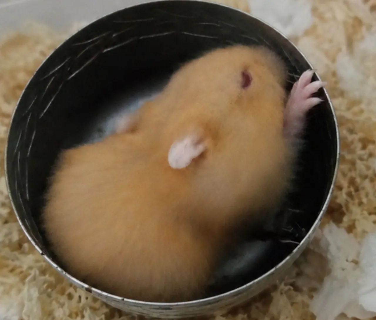 Filhotes de hamster anão russo - Foto 2