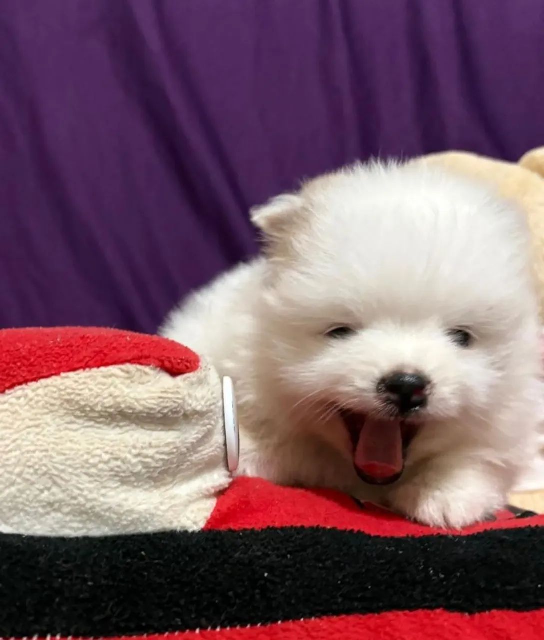 Cachorros  - Foto 4