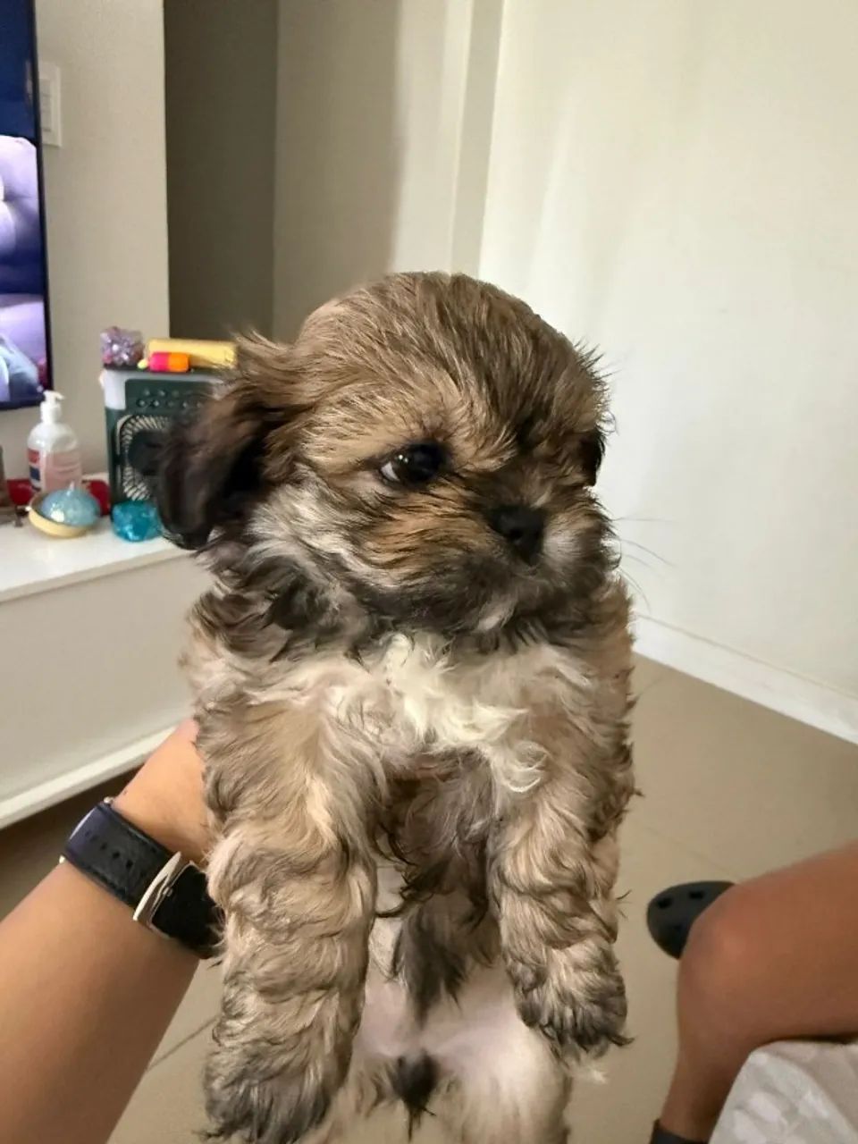 Filhotes Shih Tzu - Foto 2