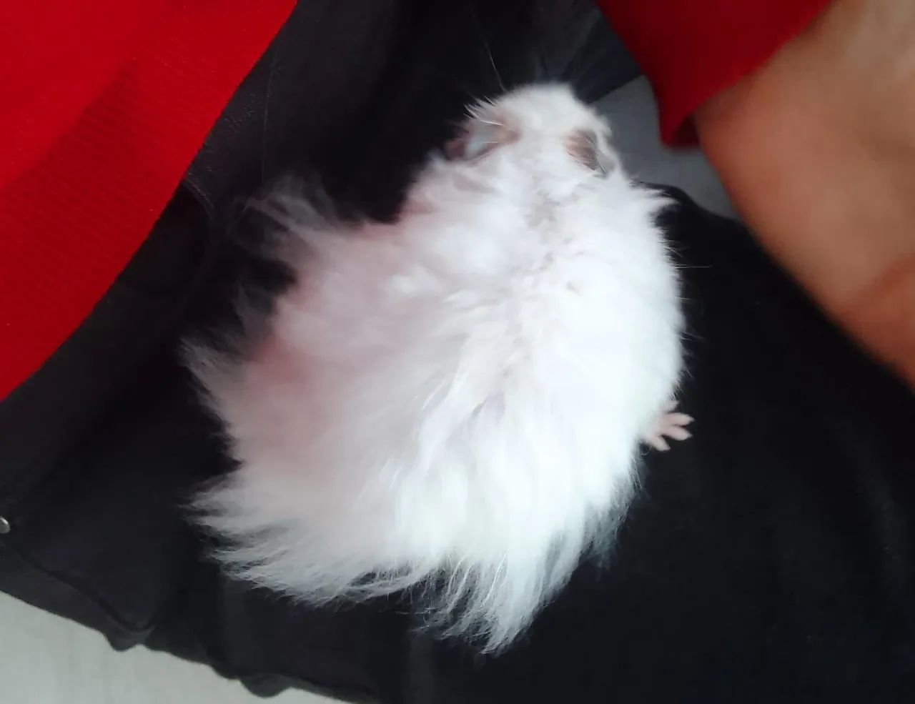 Hamster pelo Longo, angorá 