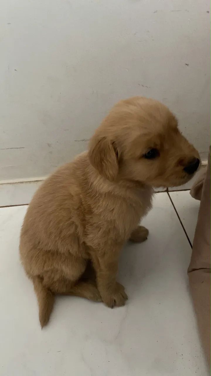 Golden retriever  - Foto 3
