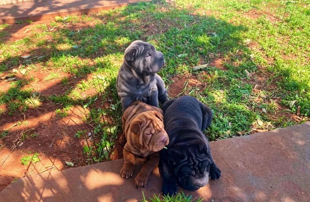 Shar pei - Foto 4