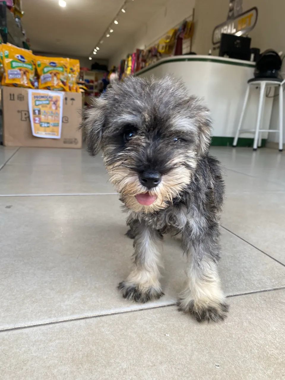 Filhotes de Schnauzer disponíveis 