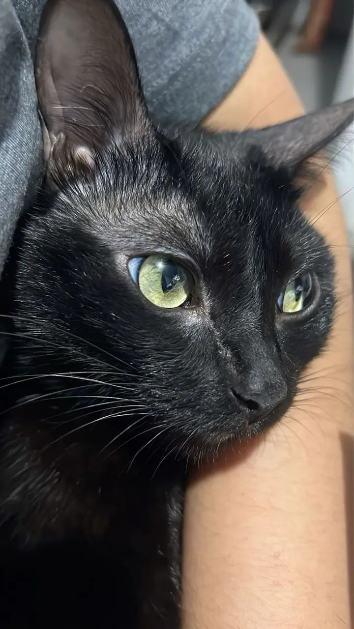Gata preta  - Foto 2