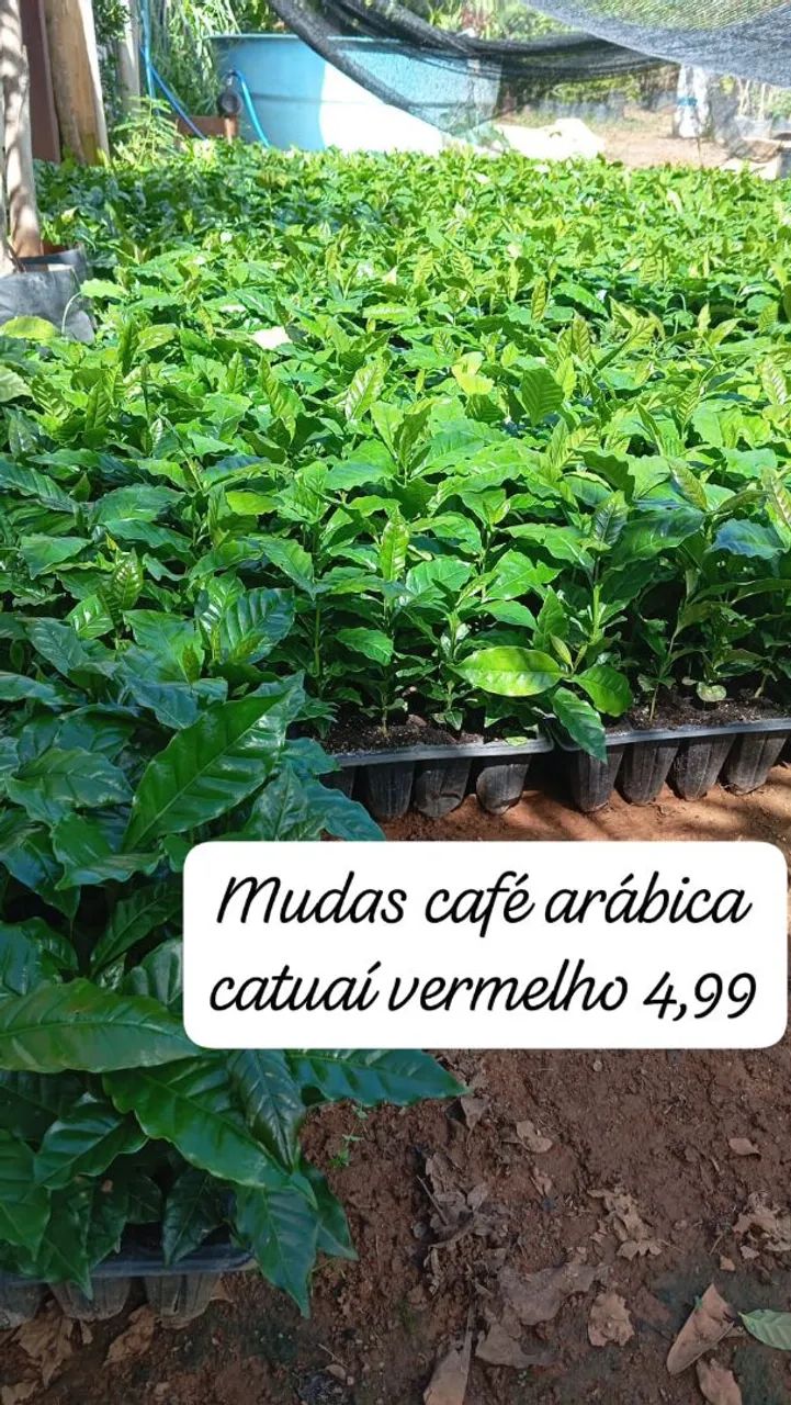 Arábica catuaí vermelho 