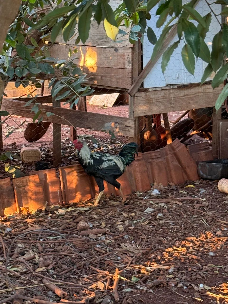 FRANGO PARA GALO - Foto 3
