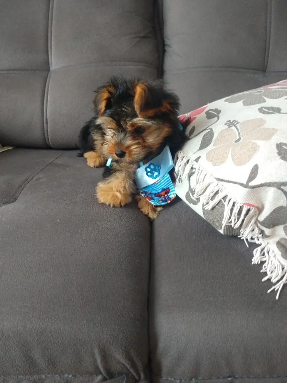 Yorkshire terrier - Foto 5