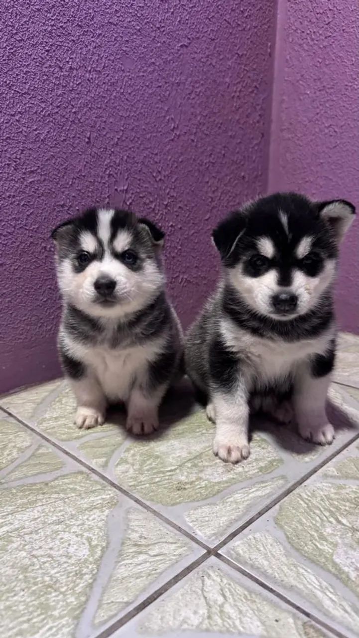 Husky Siberiano 