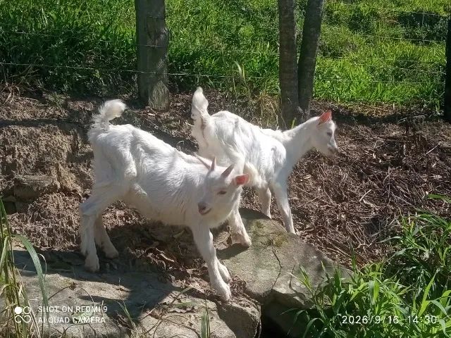 Bode cabra cabrito - Foto 4