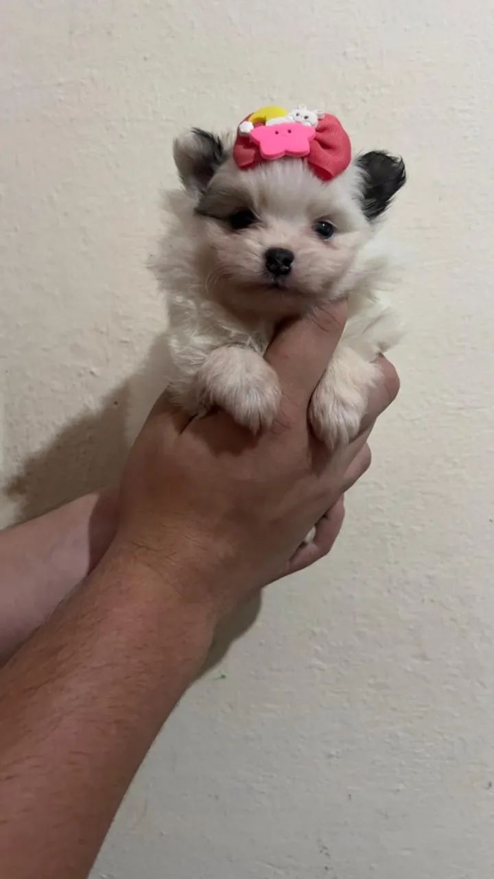 Spitz Alemão Mini - Pronta Entrega - Foto 2