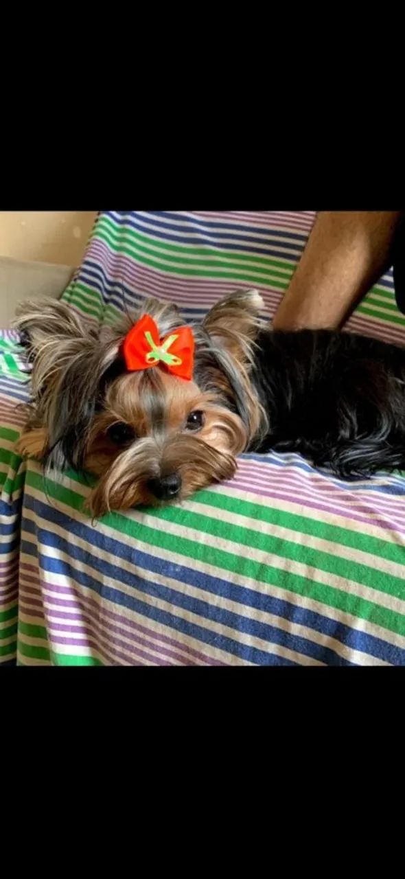 Filhotes de yorkshire  - Foto 4