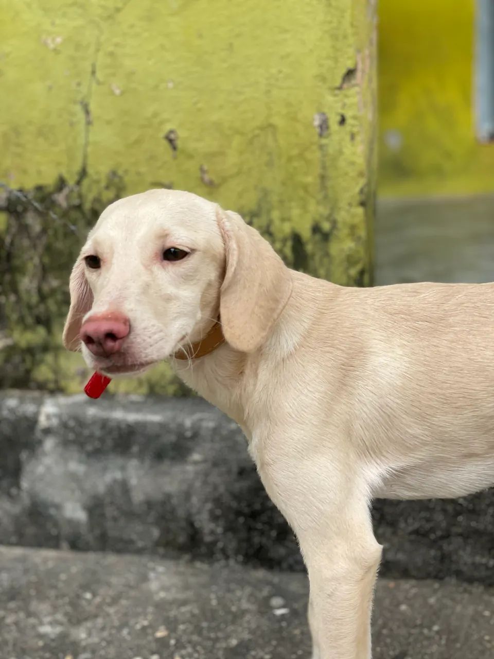 Cachorra beagle - Foto 2