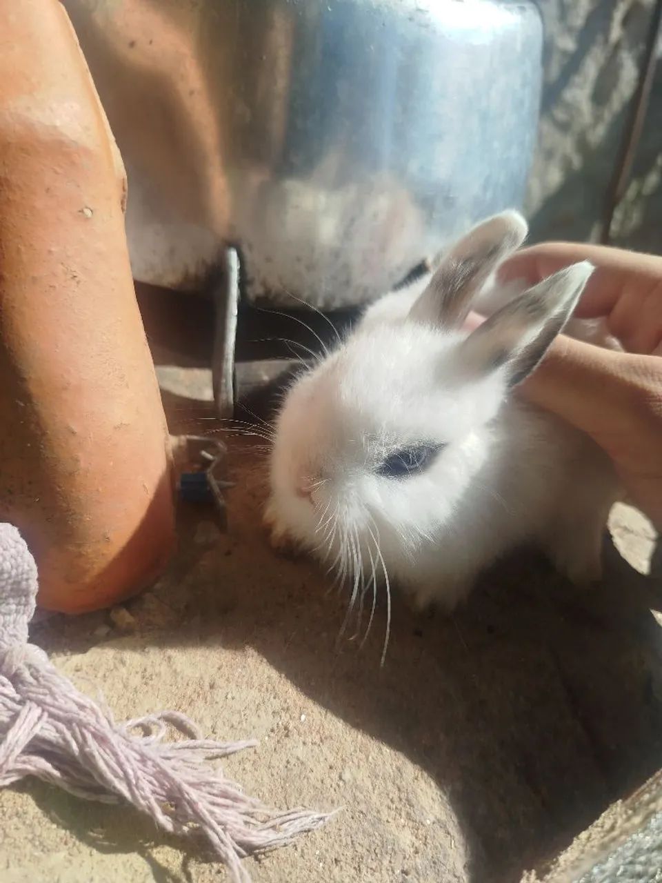 Coelhos lindos a venda