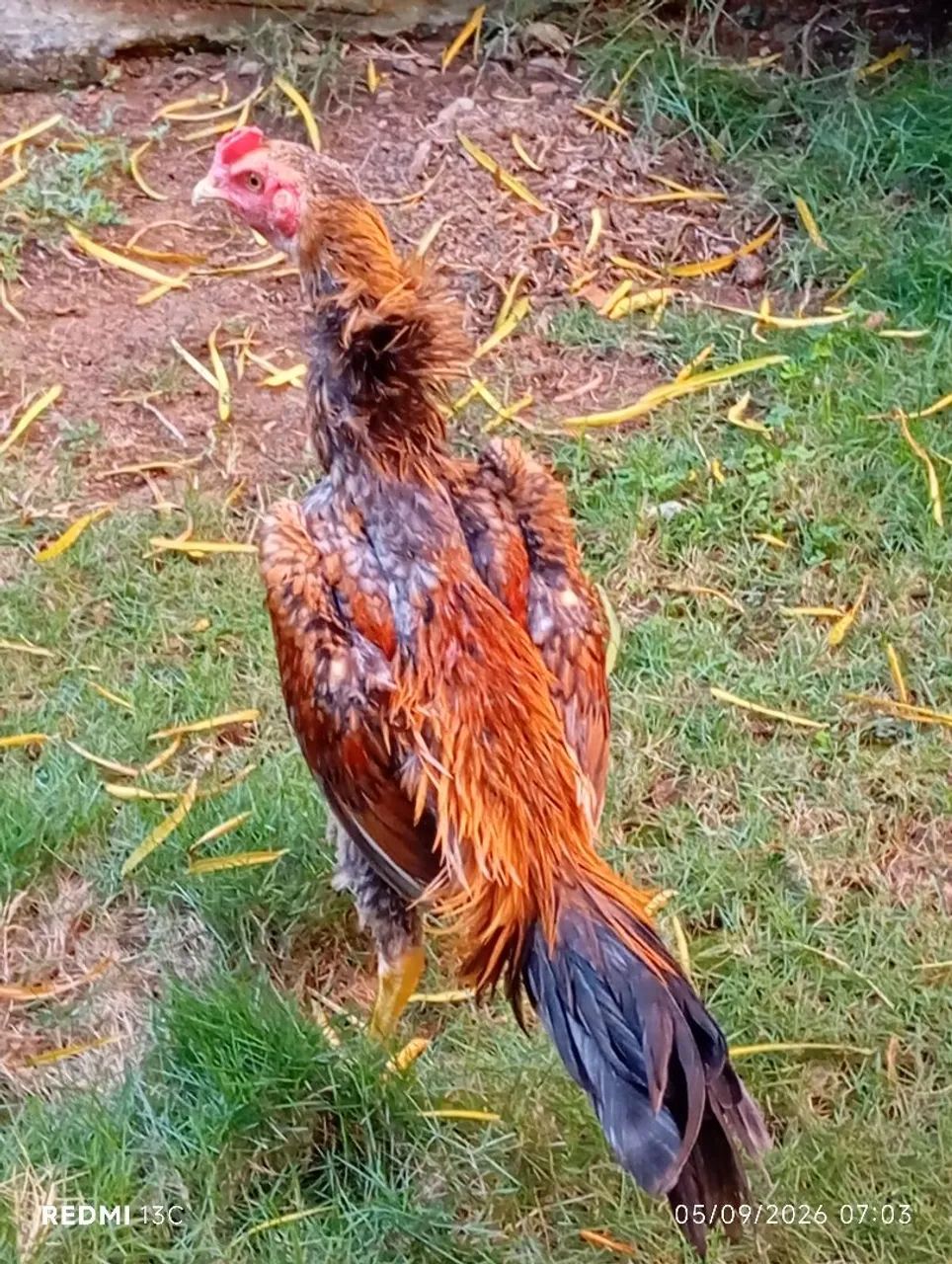 Frango índio apurado  - Foto 4