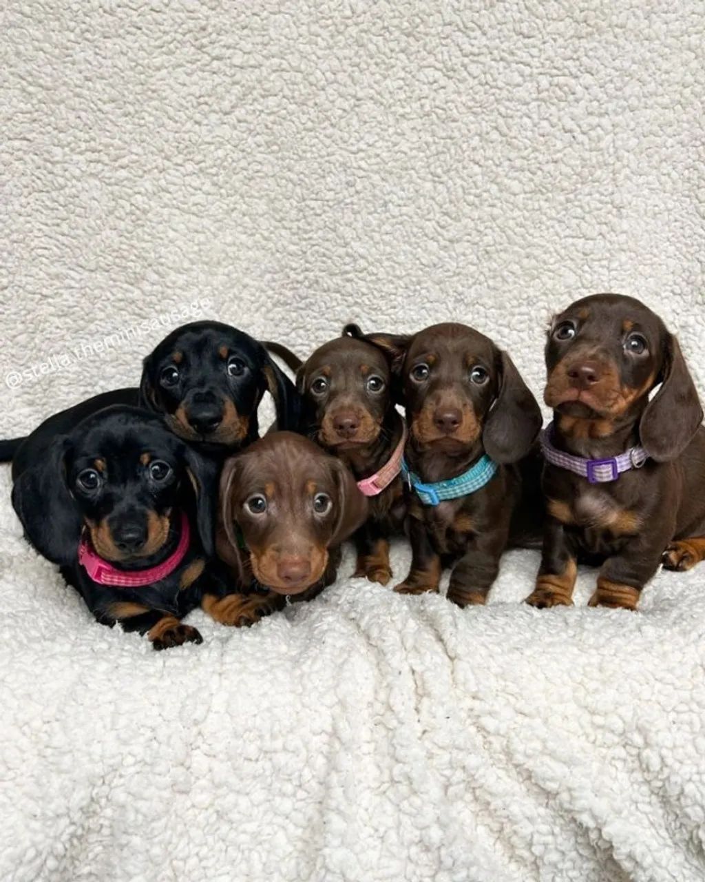 Dachshund cheio de carinho e diversão - Foto 2