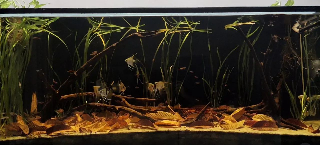 Aquário completo 450l (150x50x60cm), vidro 12mm. 