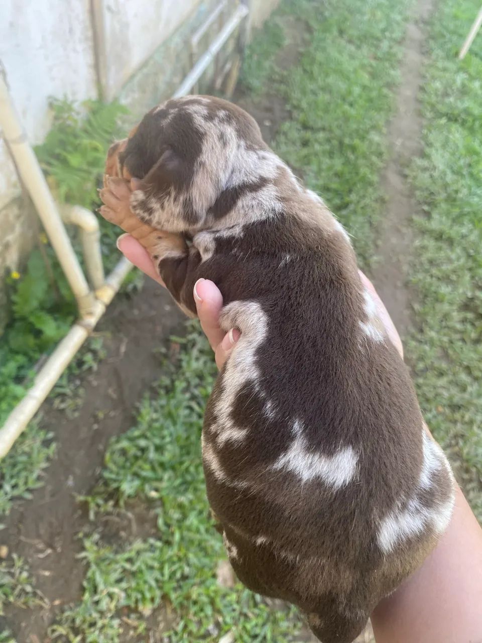 Dashund Arlequim e Chocolate (Salsicha) - Foto 2